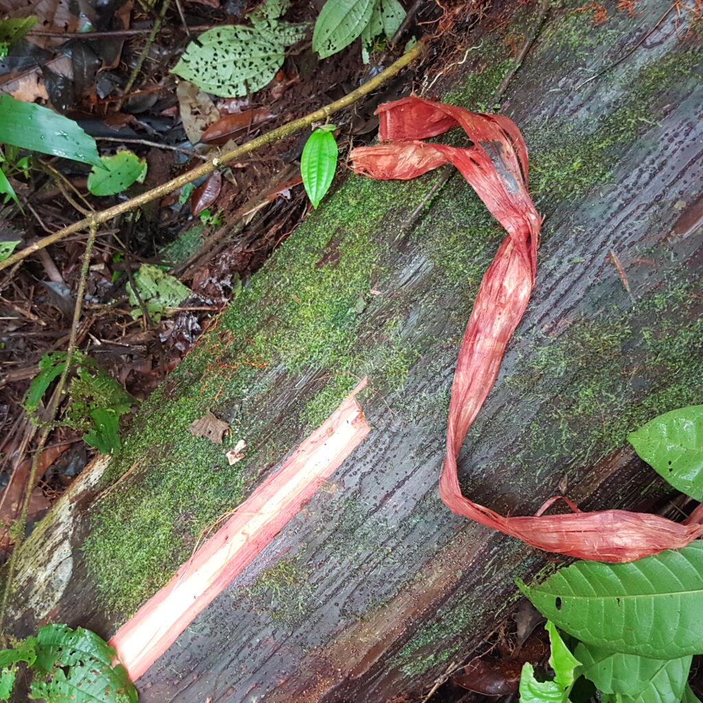 Ecorce d'un arbre pour soigner les problèmes féminins et faire des attelles
